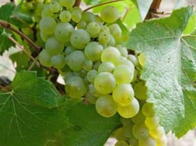 Kutsu viininmaisteluun